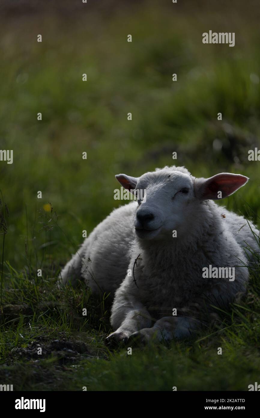 Ovino che depone Foto Stock