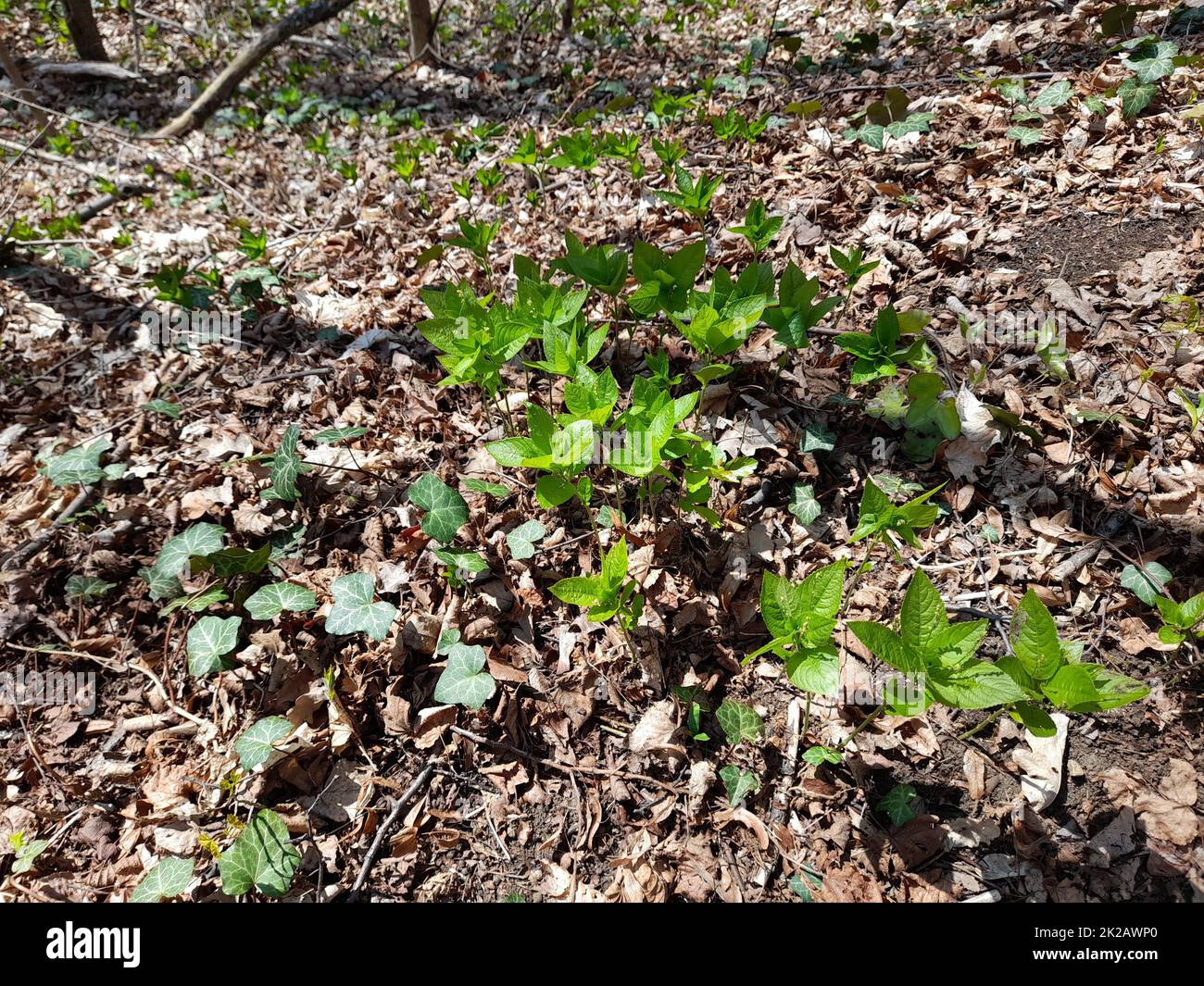 Mercurio del cane nella foresta in primavera, Mercurialis perennis Foto Stock