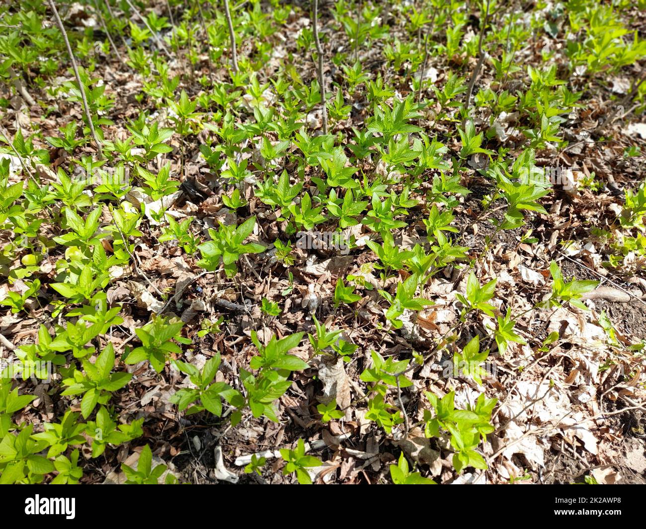 Mercurio del cane nella foresta in primavera, Mercurialis perennis Foto Stock