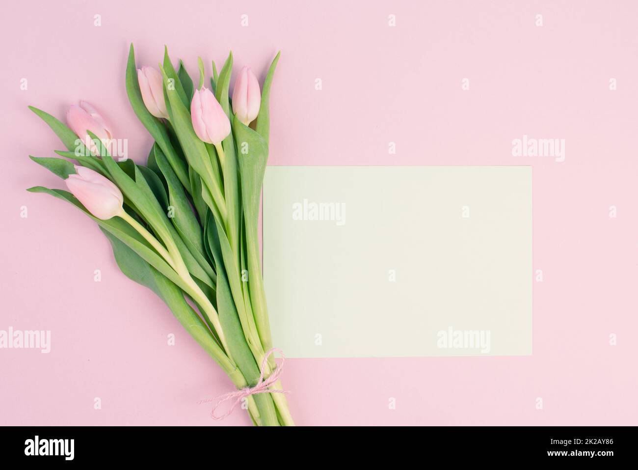 Tulipani rosa biglietto d'auguri per compleanno, Pasqua, giorno delle donne, giorno delle madri, sfondo floreale con spazio per la copia del testo, stagione primaverile Foto Stock