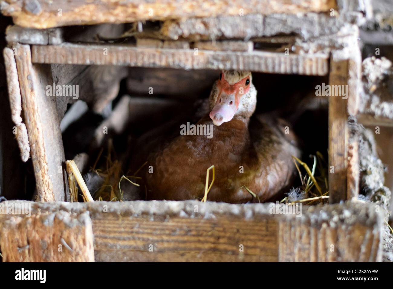 anatra musky sul nido. Riproduzione di anatre muschio Foto Stock