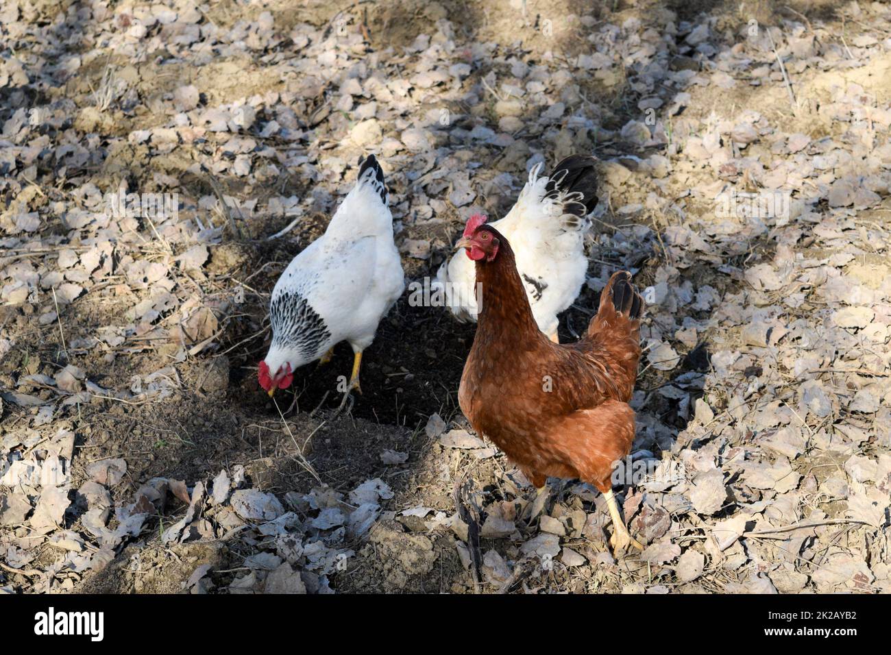 Le galline nel cortile di una casa della gallina Foto Stock