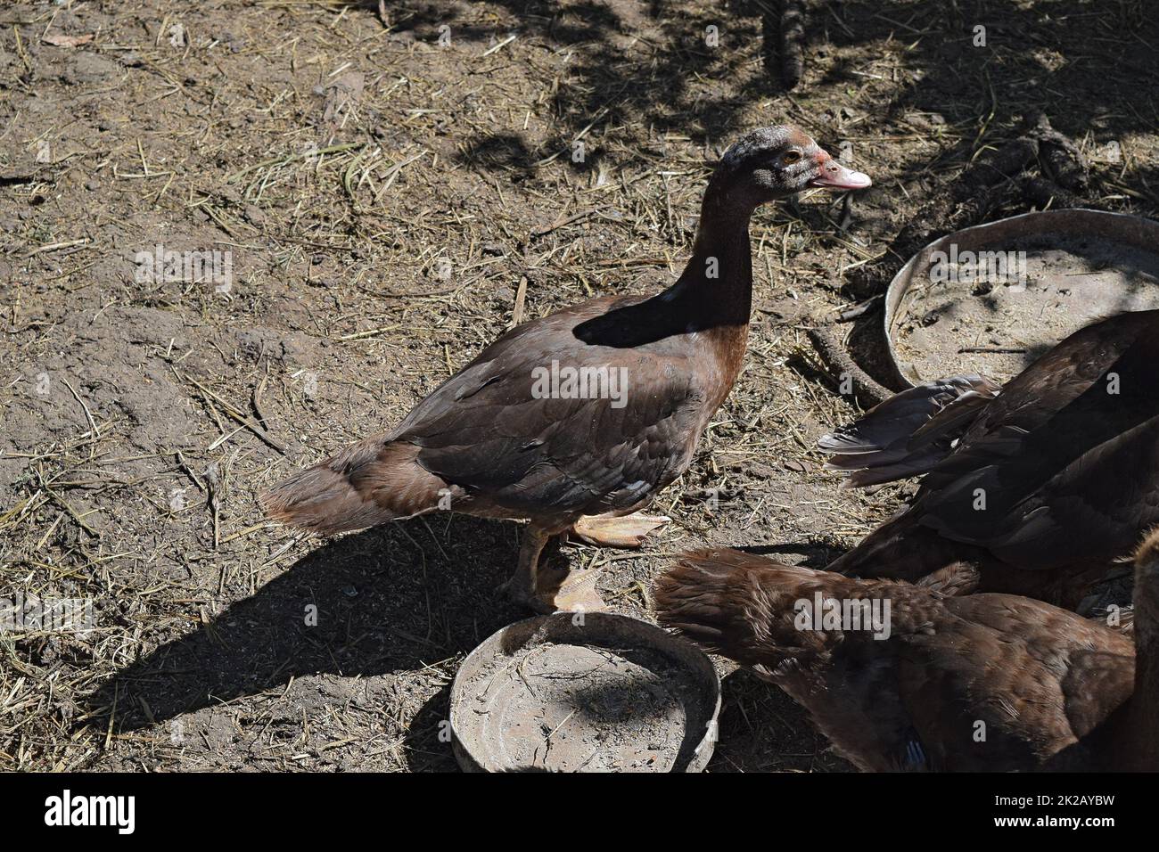 L anatra muschiato Foto Stock