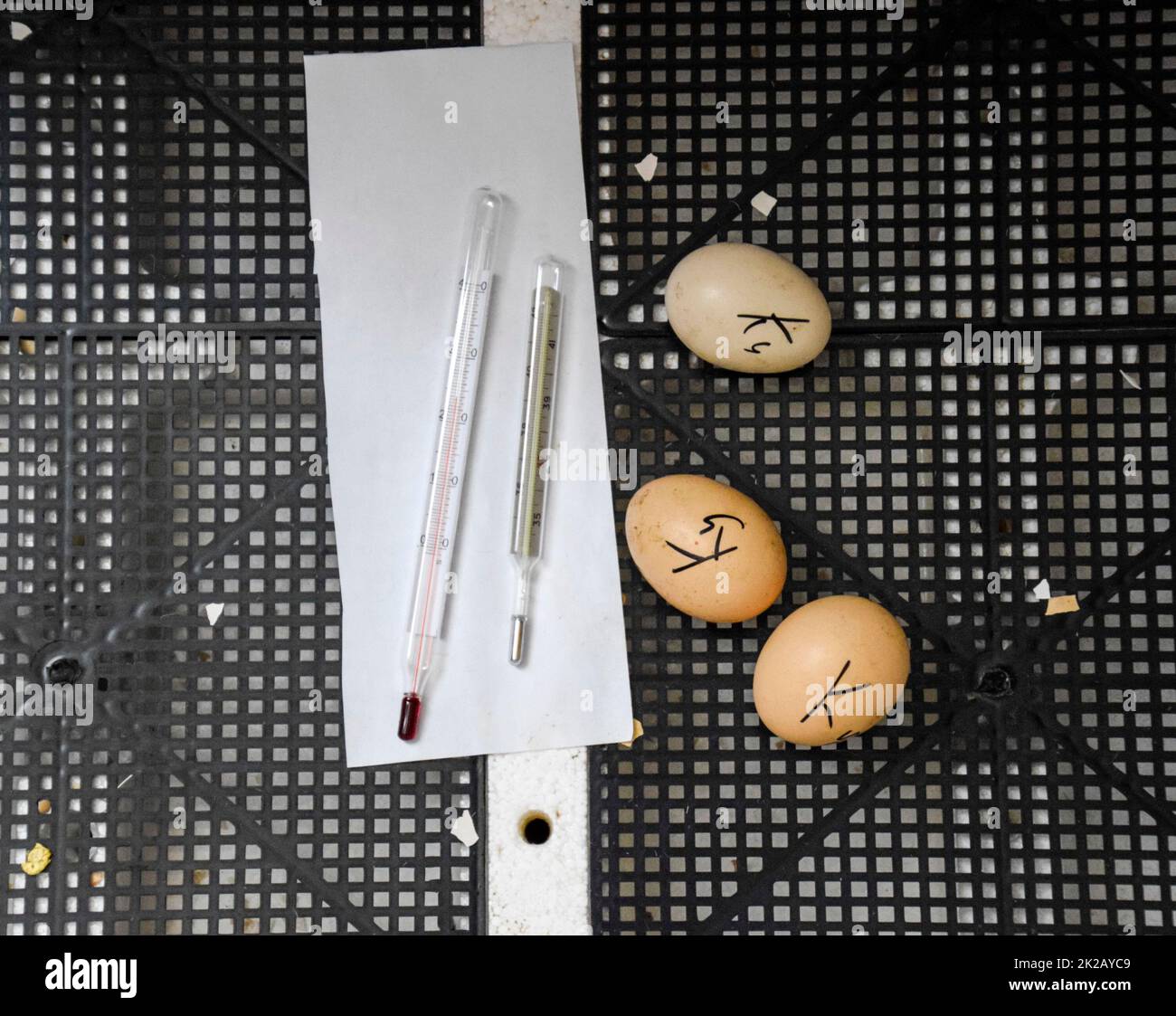 Le uova di anatra muschiato giacente in un incubatore. Foto Stock