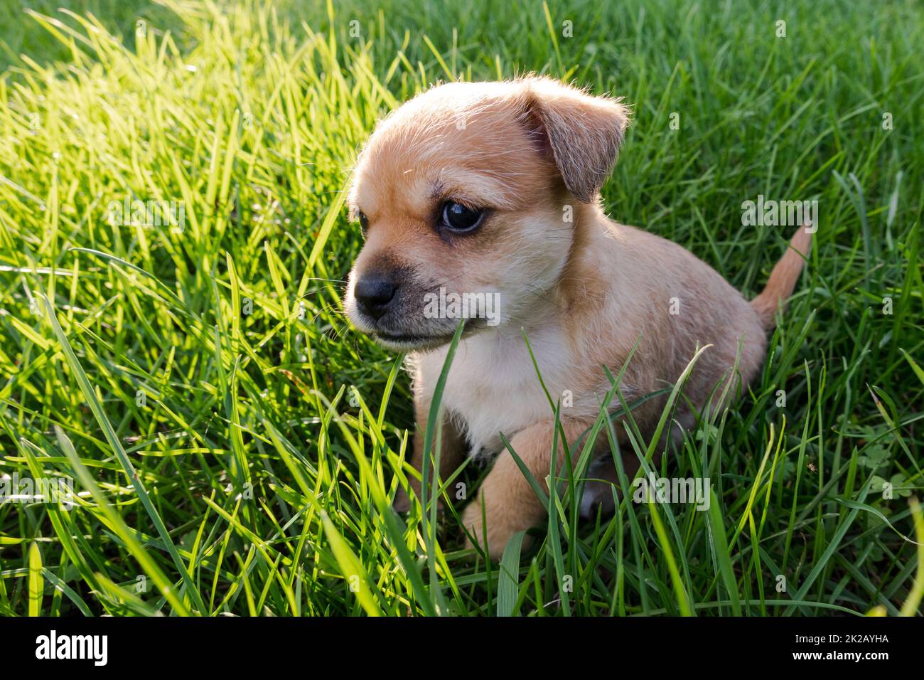 Primo piano di un simpatico cucciolo nell'erba Foto Stock
