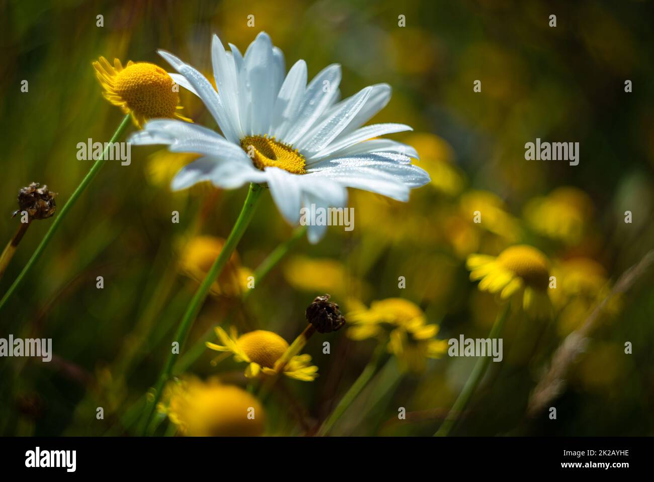 Primo piano di una margherita in fiore su un prato Foto Stock