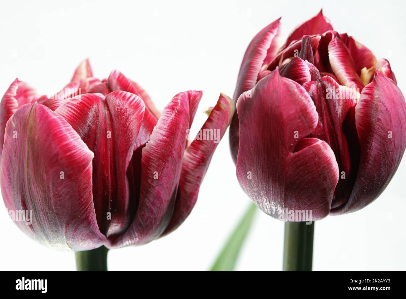 Tulipano contro sfondo bianco Foto Stock