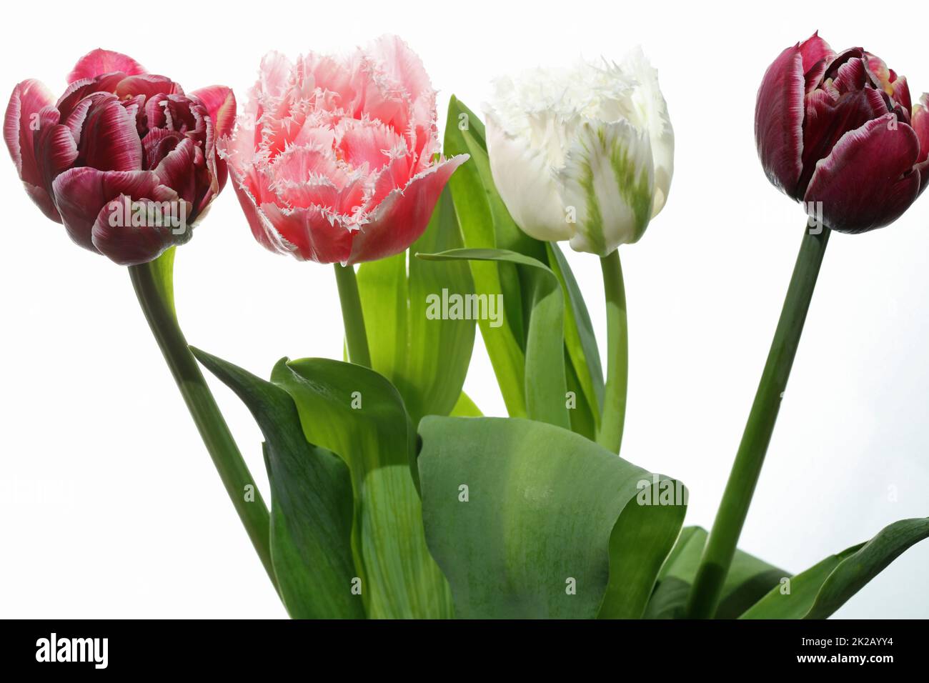 Tulipano contro sfondo bianco Foto Stock
