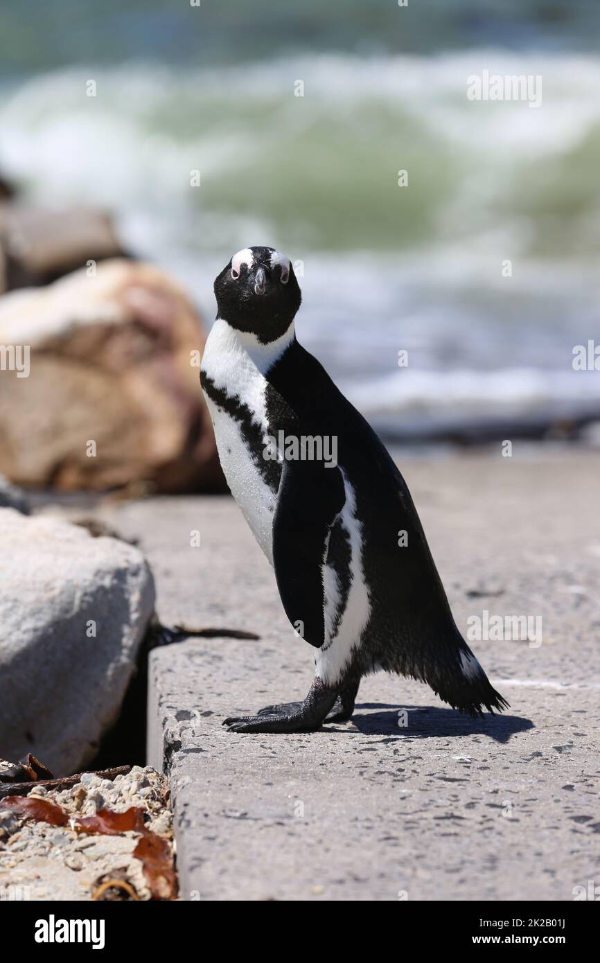 Jackass o pinguino africano a Boulders Beach. Sudafrica Foto Stock