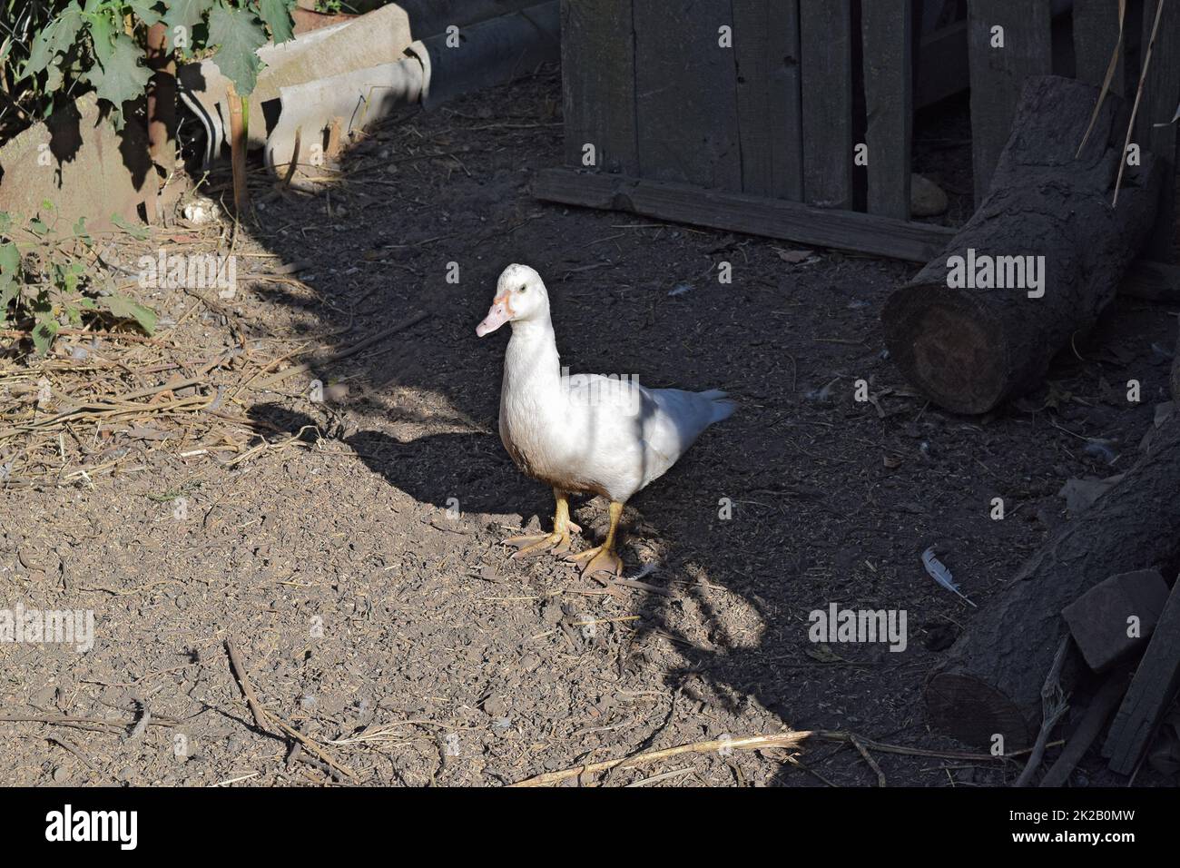 L anatra muschiato Foto Stock