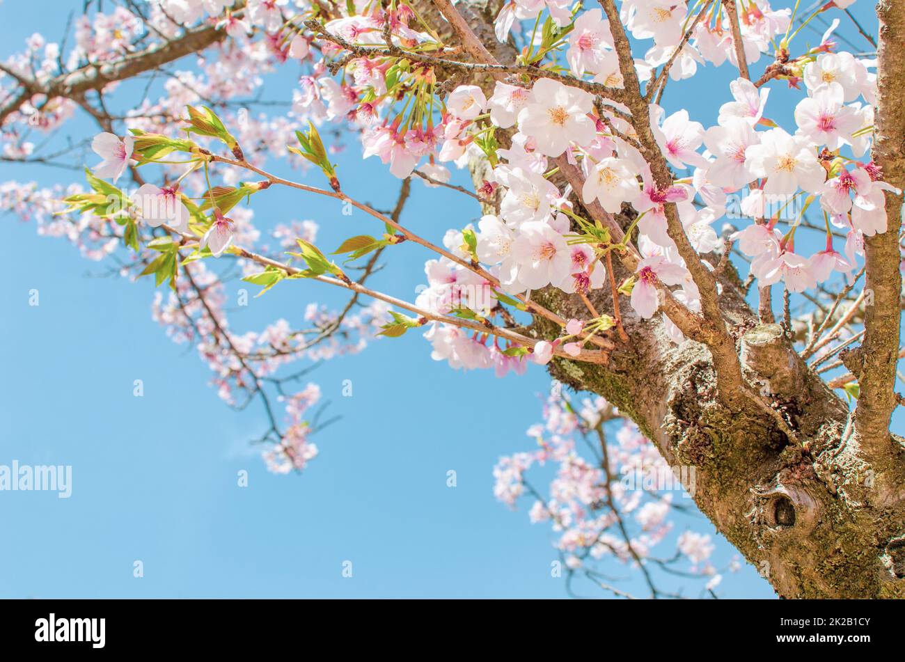 Fiore di ciliegio a Miyajima, Giappone. Piena fioritura Sakura Foto Stock