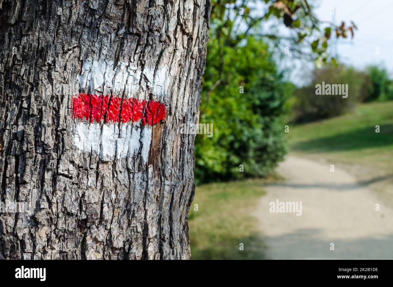 Cartello turistico rosso sull'albero. Marcatura sui sentieri escursionistici Foto Stock