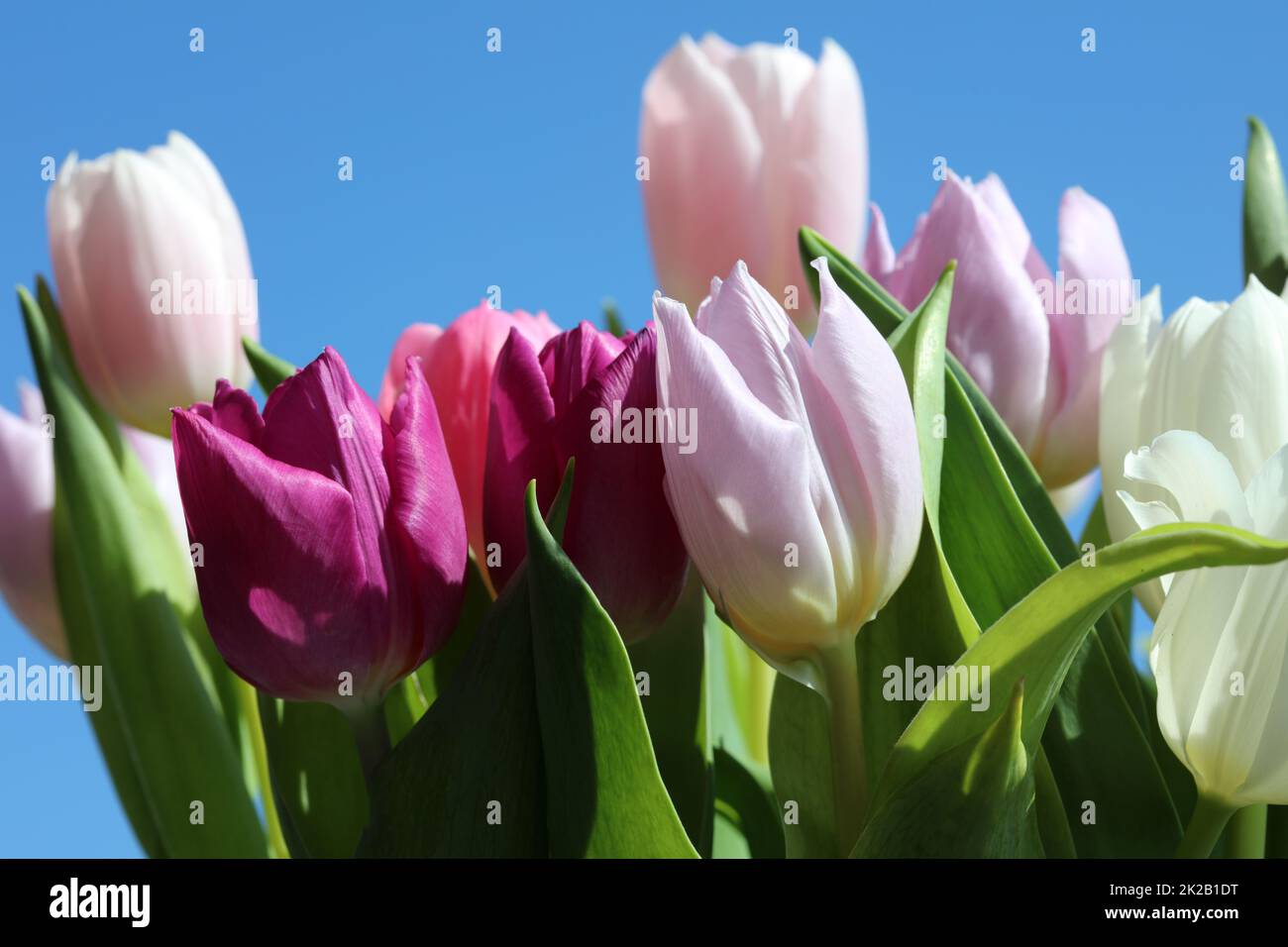 Tulipani della sorgente Foto Stock