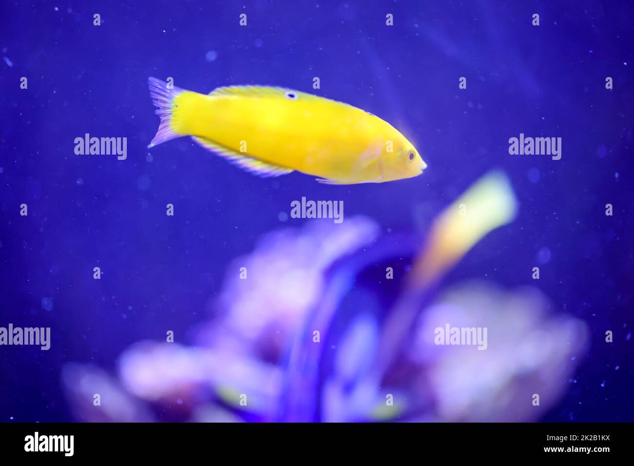 Un wrasse giallo in un acquario di acqua salata. In caso di pericolo spariscono nella sabbia, terra di fondo. Foto Stock