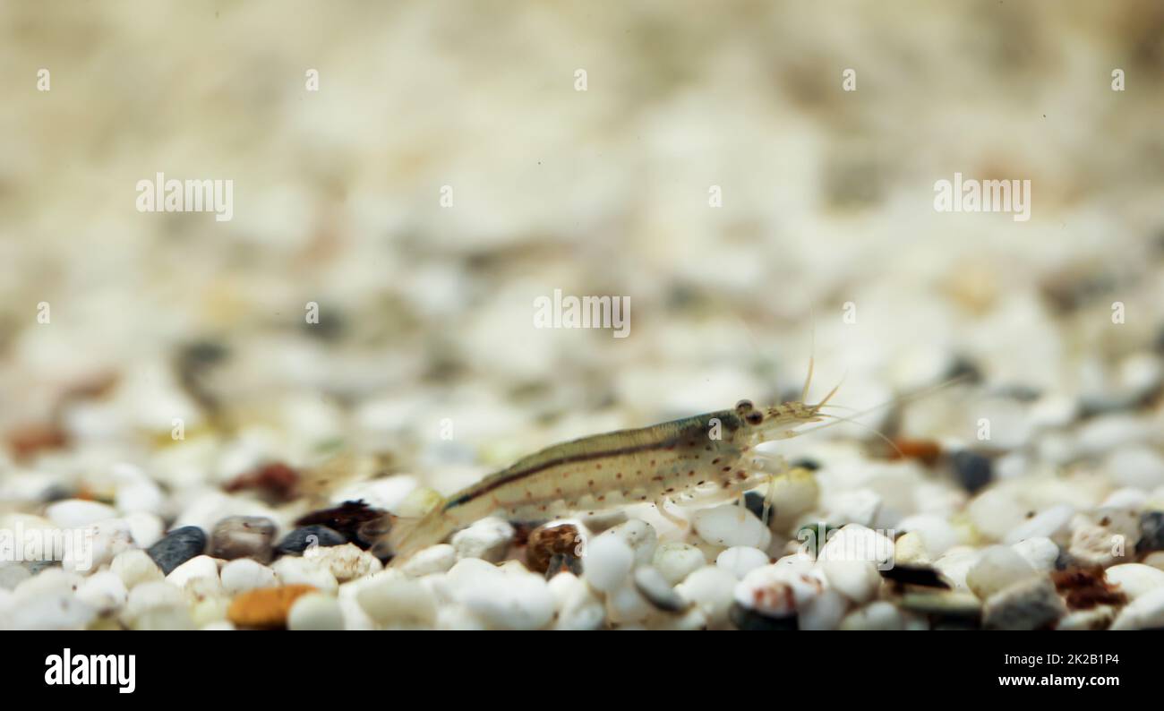 Primo piano di un gamberetto Ano in un acquario. Foto Stock