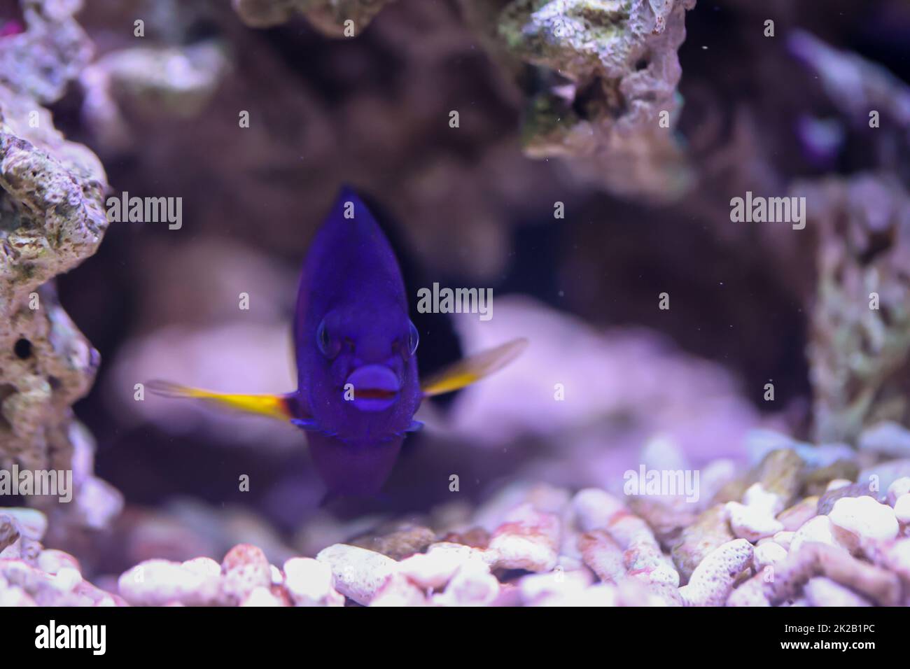 Un imperatore a righe - nano Centropyge Bispinosa in un acquario marino. Foto Stock