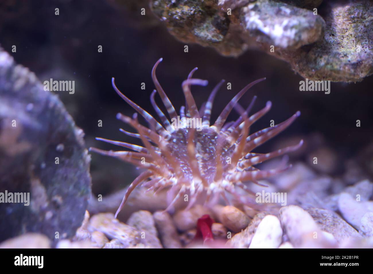 Una rosa di vetro in un acquario marino. Le rose di vetro sono anemoni. Foto Stock