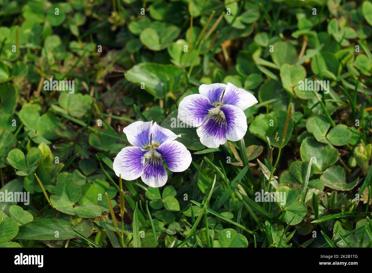 Immagine ravvicinata di fiori viola blu comuni Foto Stock