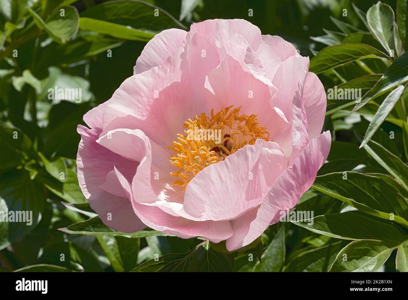Primo piano immagine di maggio Lilac fiore di peonia Foto Stock