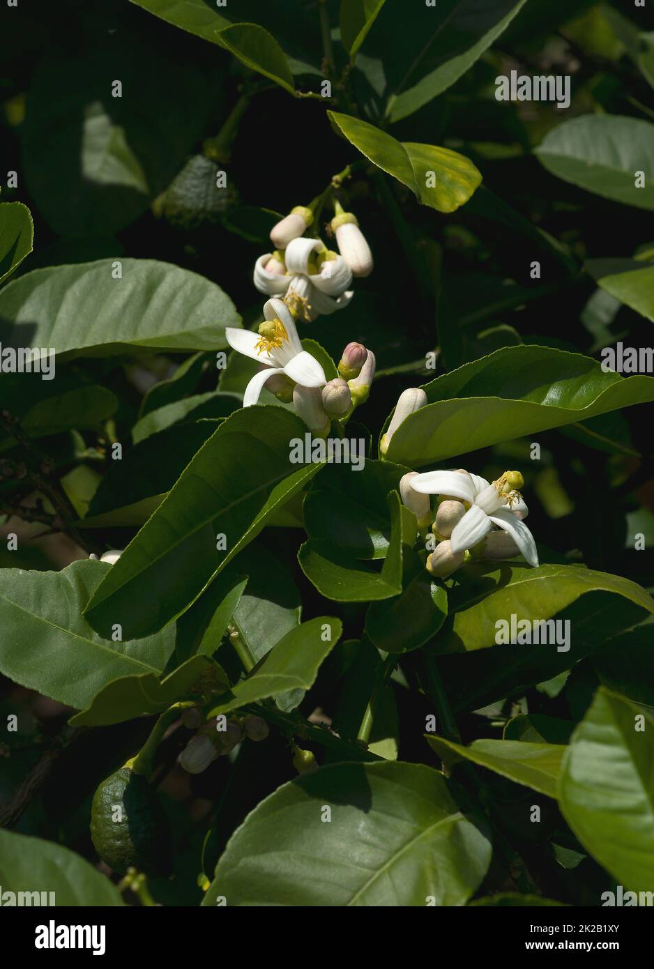 Immagine ravvicinata dei fiori di limone della meraviglia americana Foto Stock