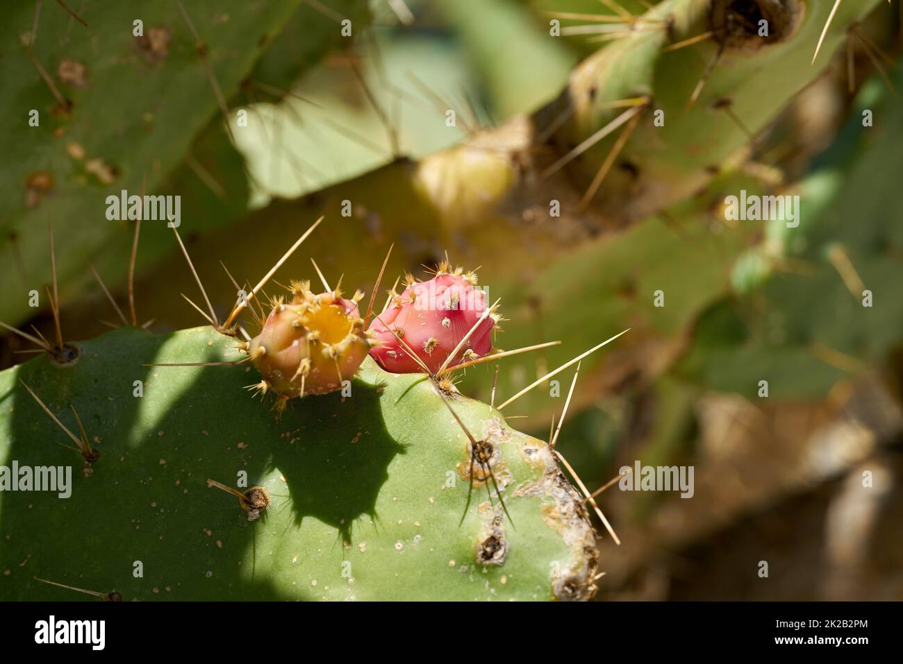 Frutti commestibili del Prickly pera Opuntia ficus-indica nel clima mediterraneo a Krk in Croazia Foto Stock