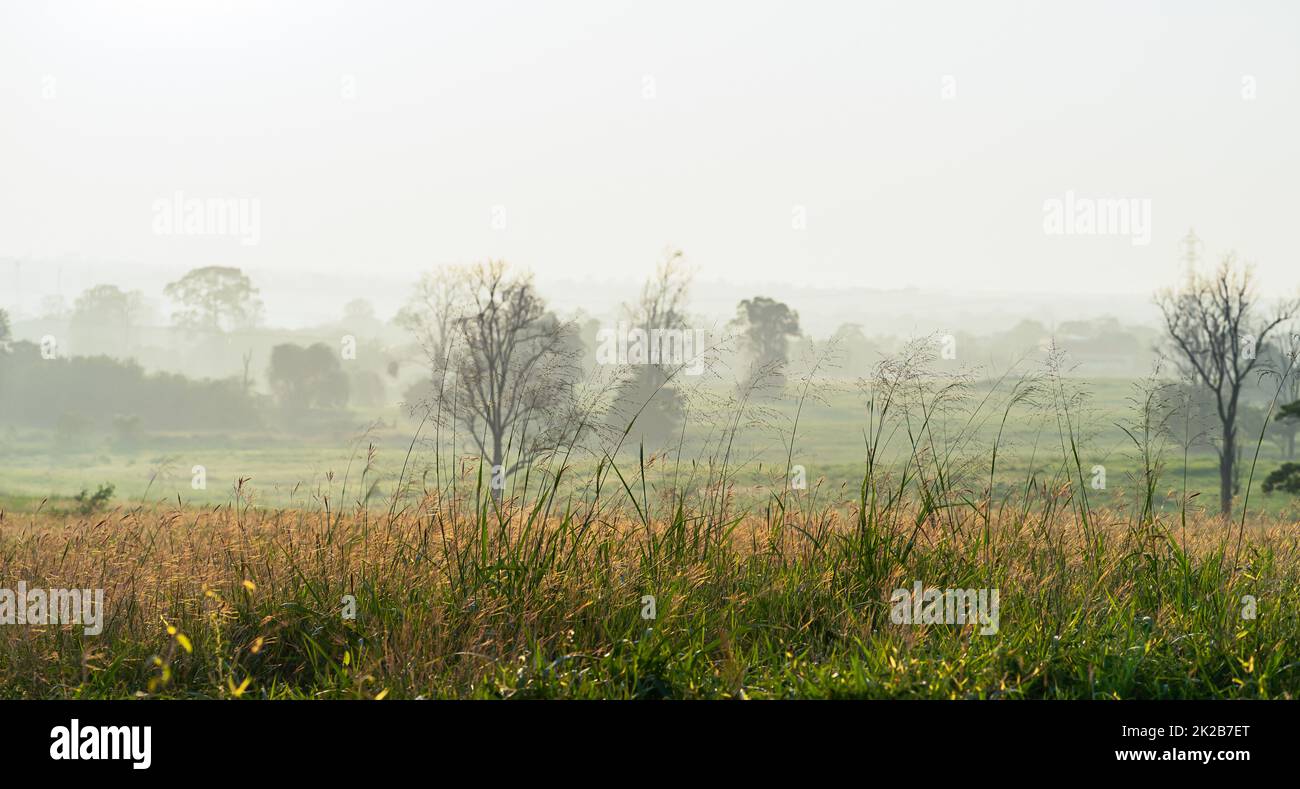 Erba selvaggia con ore dorate al mattino Foto Stock