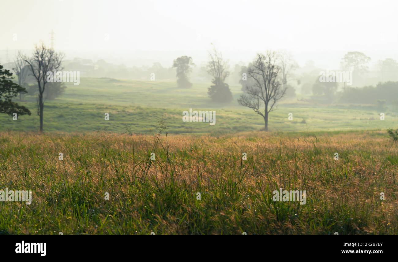 Erba selvaggia con ore dorate al mattino Foto Stock