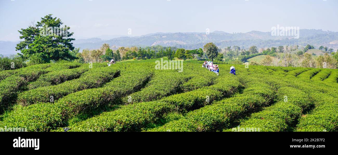 Lavoratore che raccoglie tè foglie nella piantagione di tè Foto Stock