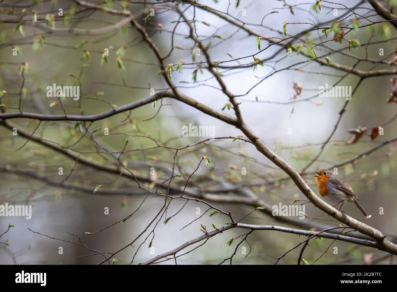 Il Parlamento robin (Erithacus rubecula) noto semplicemente come Robin o pettirosso Foto Stock