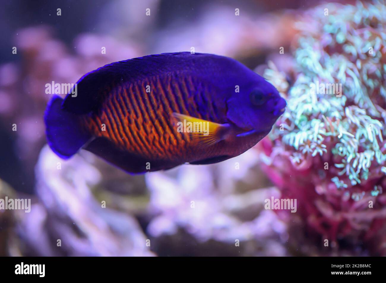 Un imperatore a righe - nano Centropyge Bispinosa in un acquario marino. Foto Stock