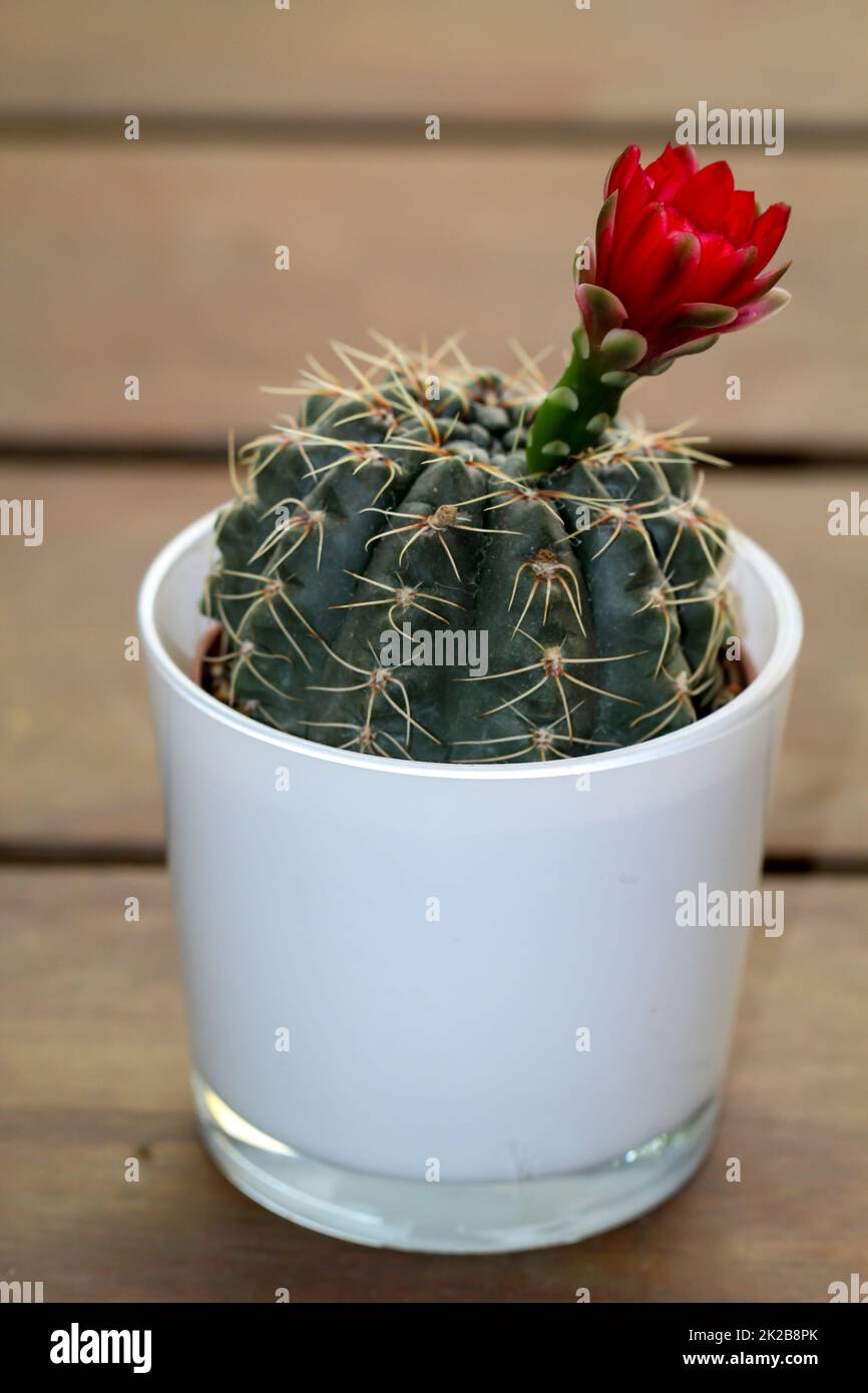 Un piccolo cactus con un fiore rosso. Foto Stock