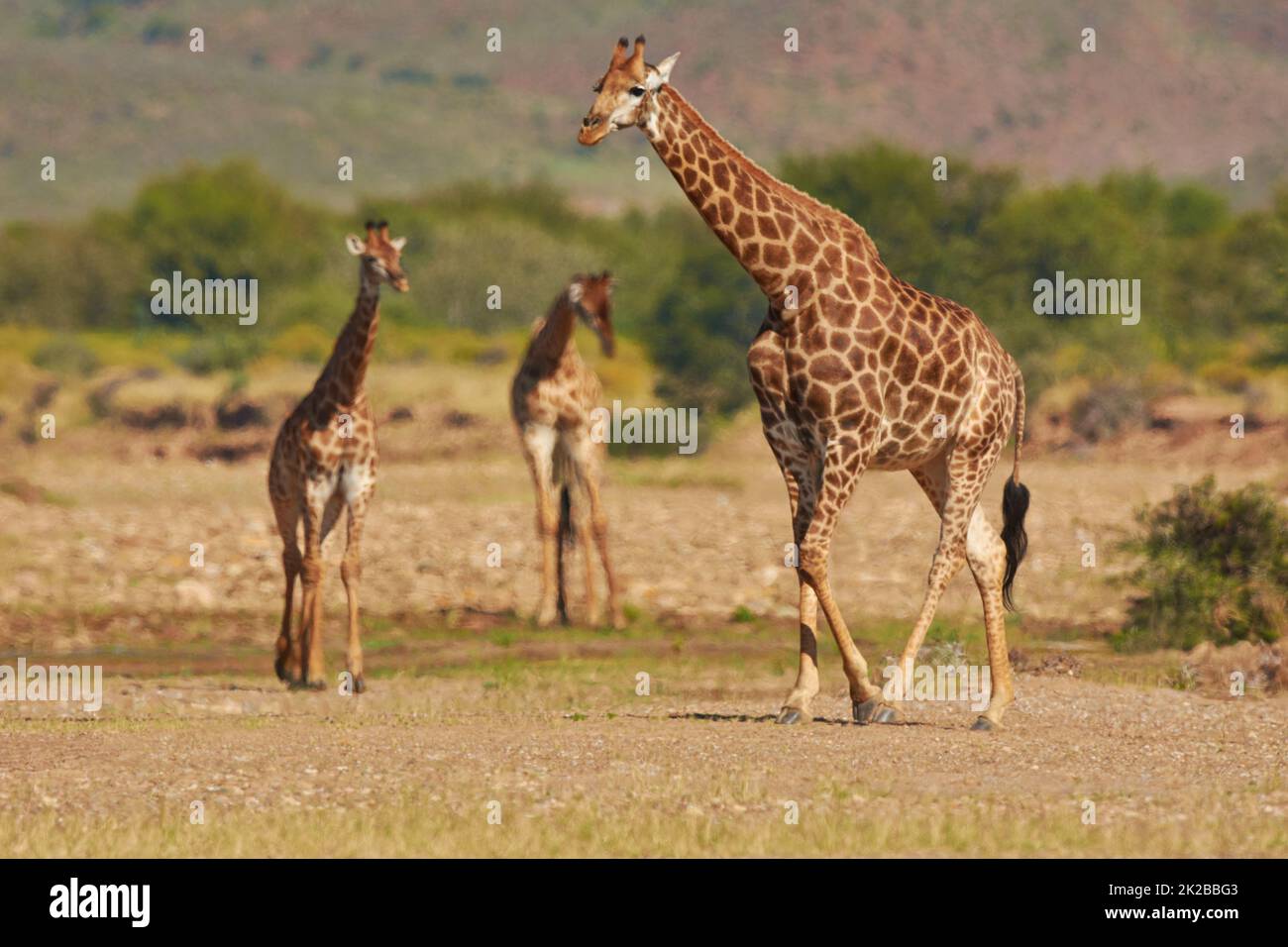 Mi chieda informazioni sulla migliore visione. Un colpo di giraffa nel suo habitat naturale. Foto Stock
