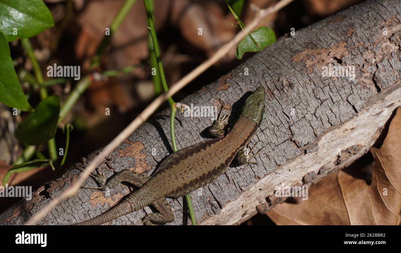 La lucertola lievis, o lucertola libanese, è una specie di lucertola della famiglia Lacertidae. Si trova in Israele, Libano Foto Stock