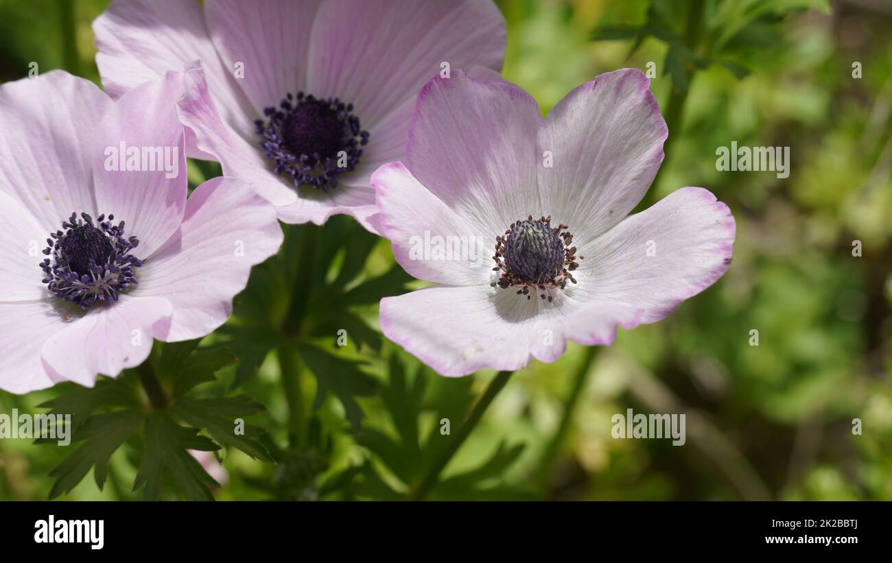 Anemoni viola-bianchi in primavera. Corona anemone o papavero anemone fiorisce nel mese di febbraio in un parco cittadino. Fiori primaverili in Israele (Anemone coronaria, Calanit). Foto Stock