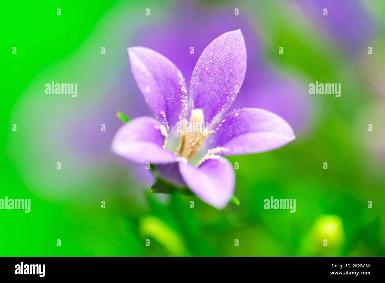 Bel primo piano con fondo verde Bluebell Foto Stock