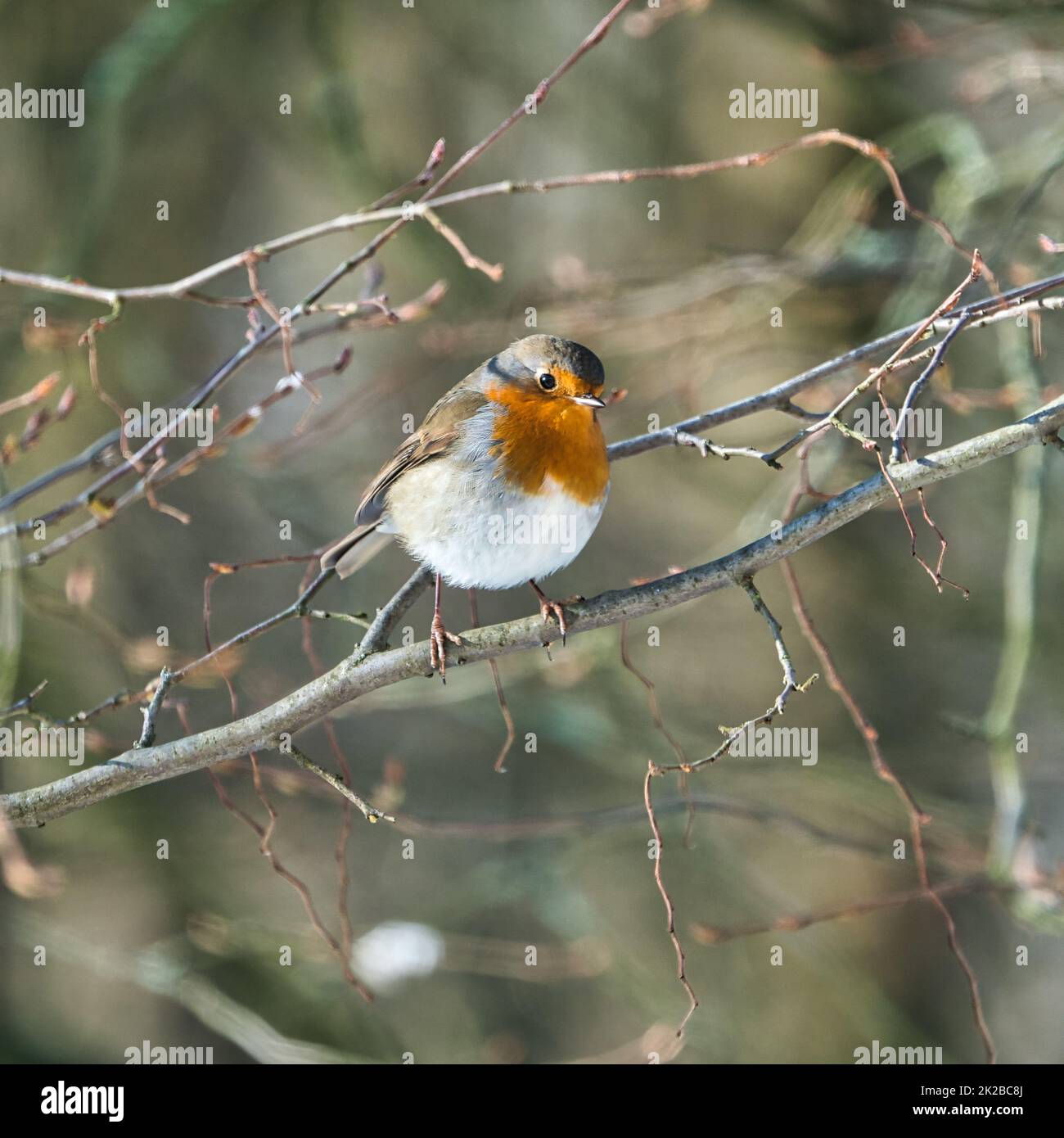 sinnle robin in inverno Foto Stock