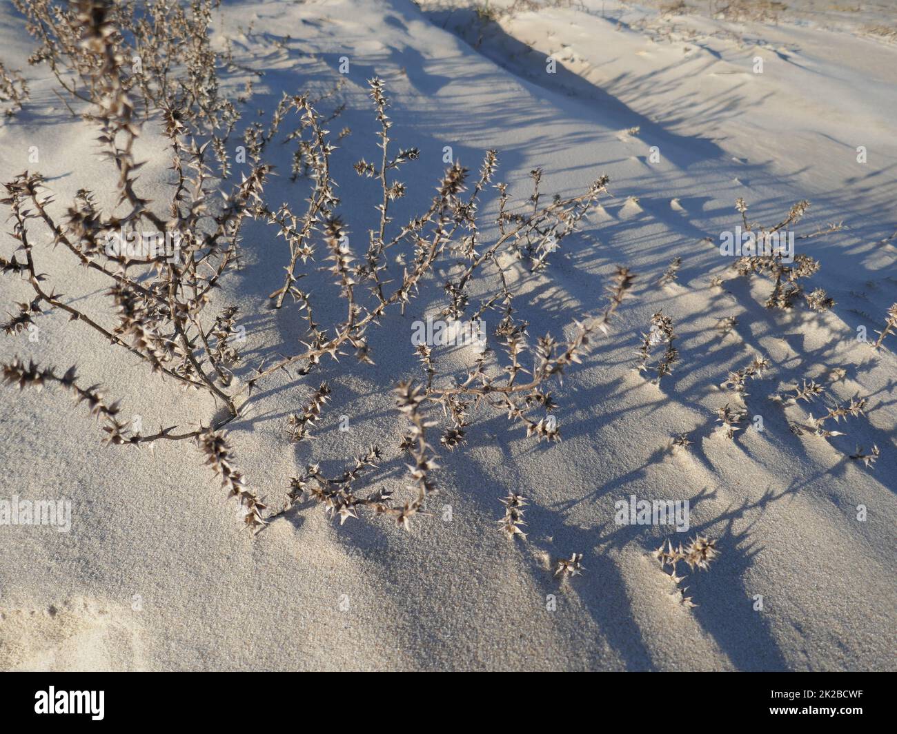 Pianta asciutta nella duna di sabbia Foto Stock