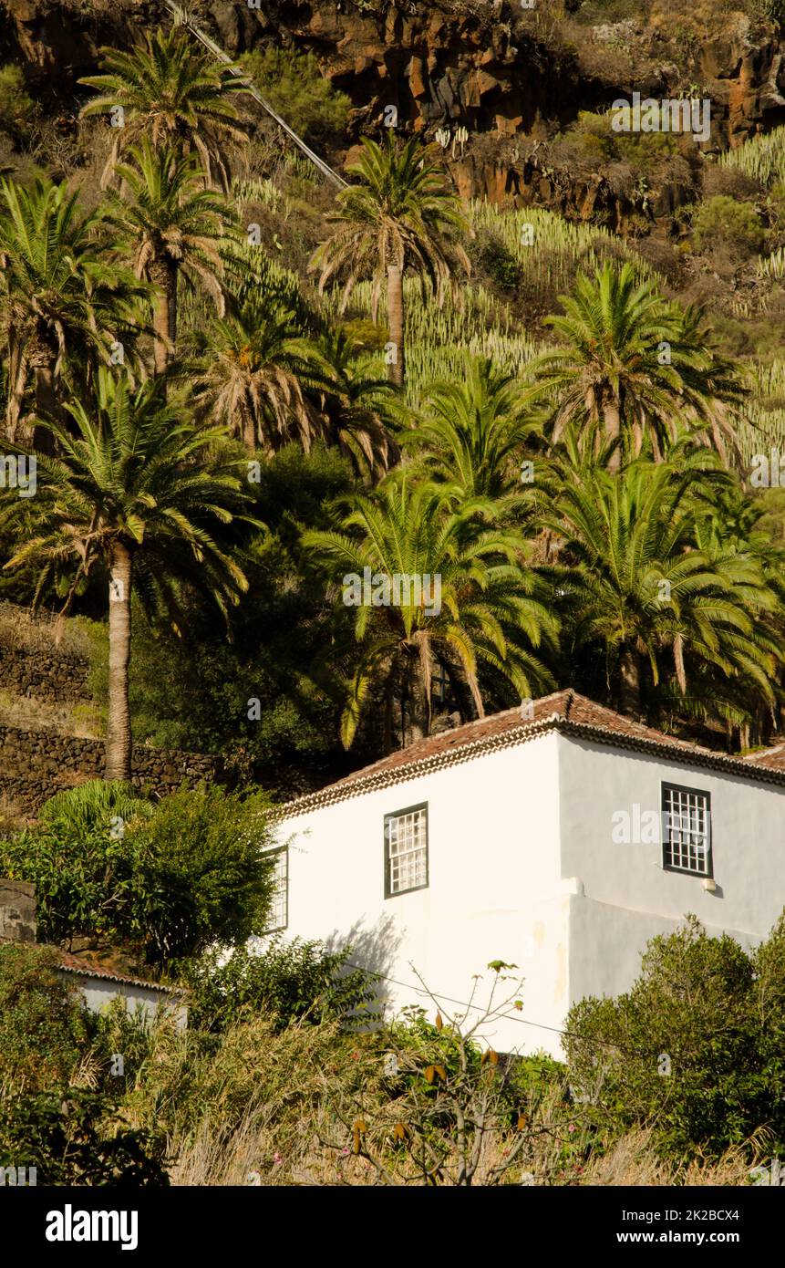 Tradizionale casa delle canarie e palmeto di Canary Island dattero palma. Foto Stock