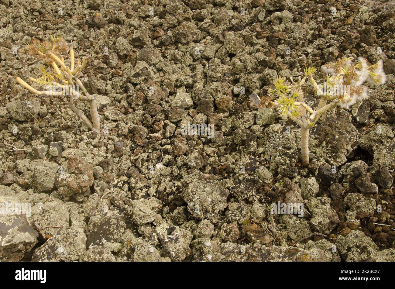 Piante succulente Kleinia neriifolia su un campo di lava vulcanica solidificata. Foto Stock