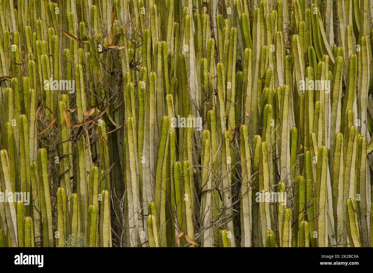 Canary Island sprurge e arbusto crescere tra i suoi tronchi. Foto Stock