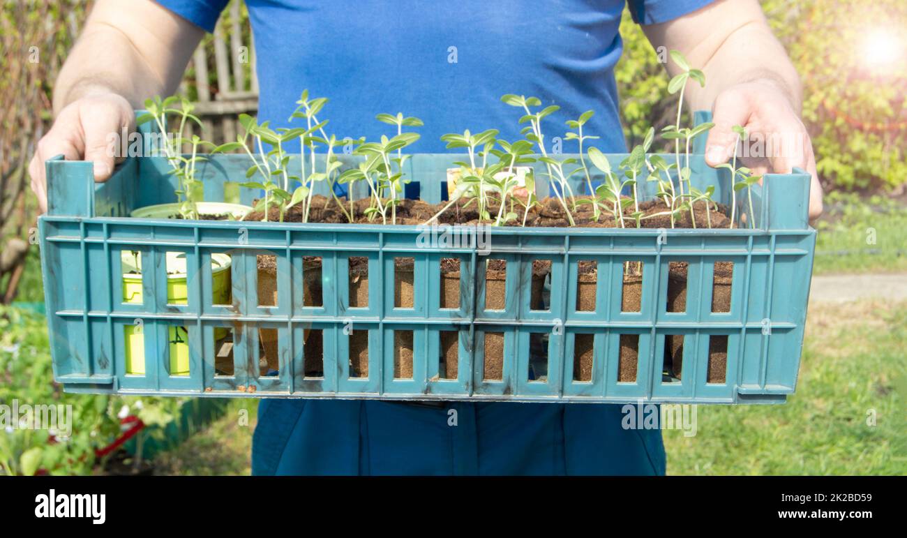 Le mani di un giovane agricoltore maschile tengono un vassoio con piantine di piante vegetali preparate per piantare in una serra o orto, il concetto di coltivazione di ortaggi biologici Foto Stock