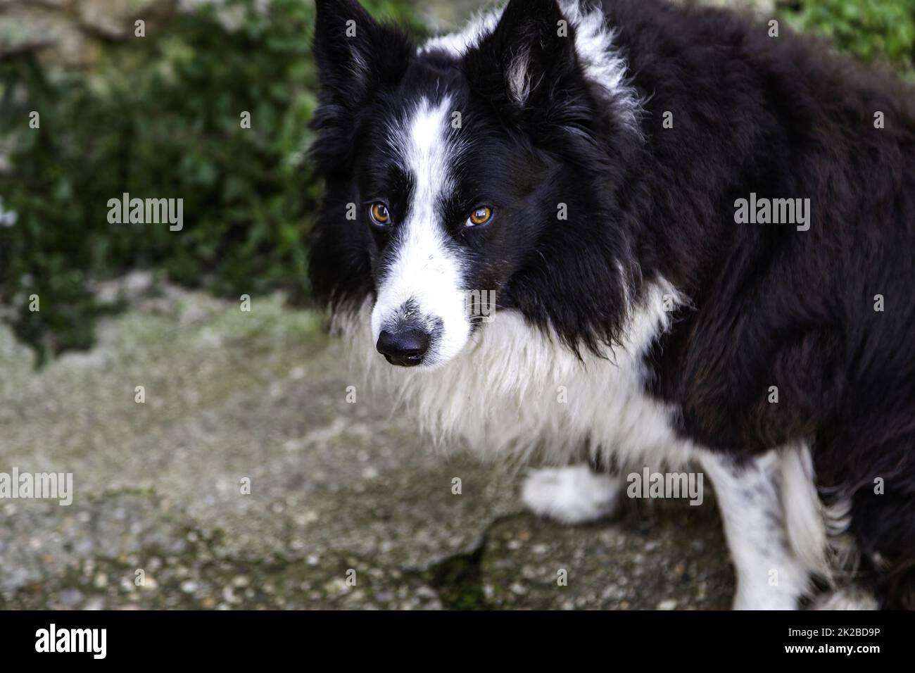 Cane sulla strada Foto Stock