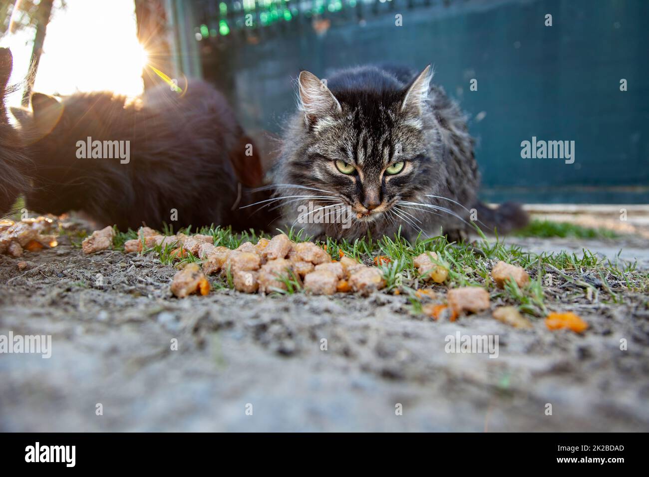 Gatti abbandonati di strada Foto Stock