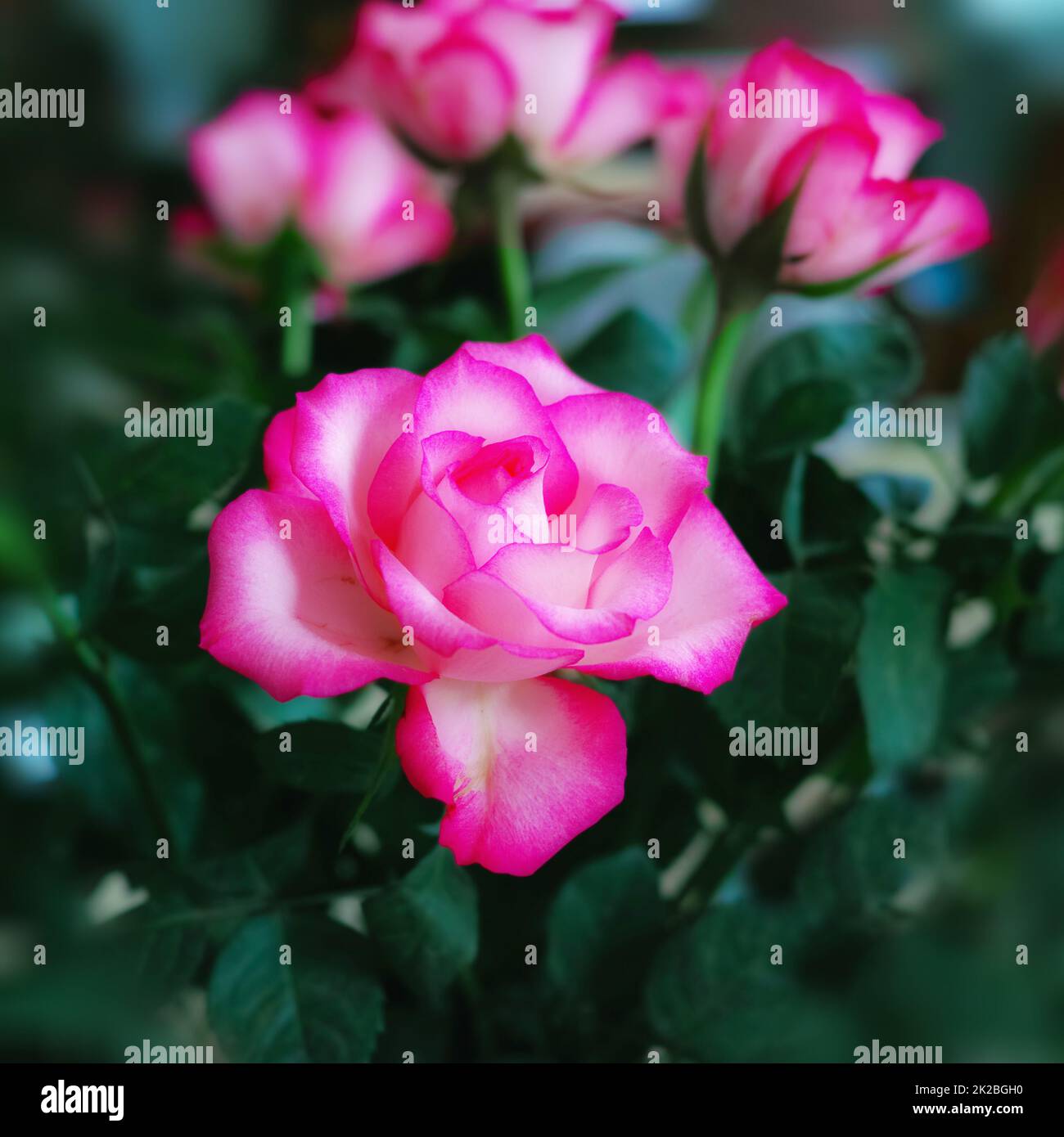 Rose rosse. Un bouquet di rose rosse su sfondo nero. Foto Stock