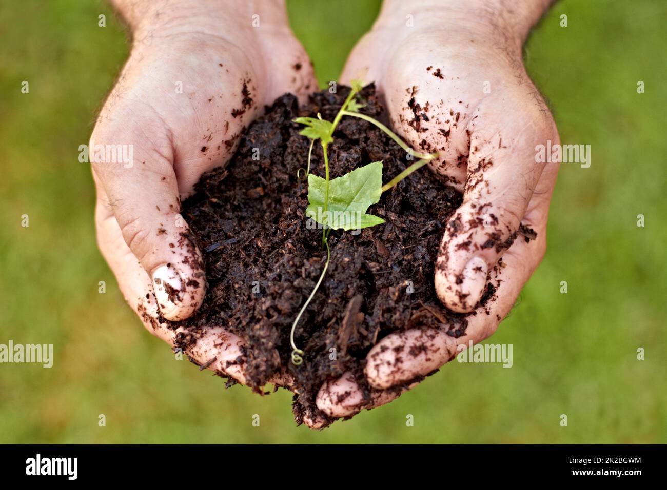 L'inizio di una nuova vita. Scatto corto di mani che tengono una pianta di germogliazione nel suolo. Foto Stock