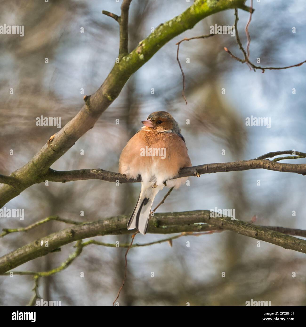 chaffinch singolo su un albero in inverno Foto Stock