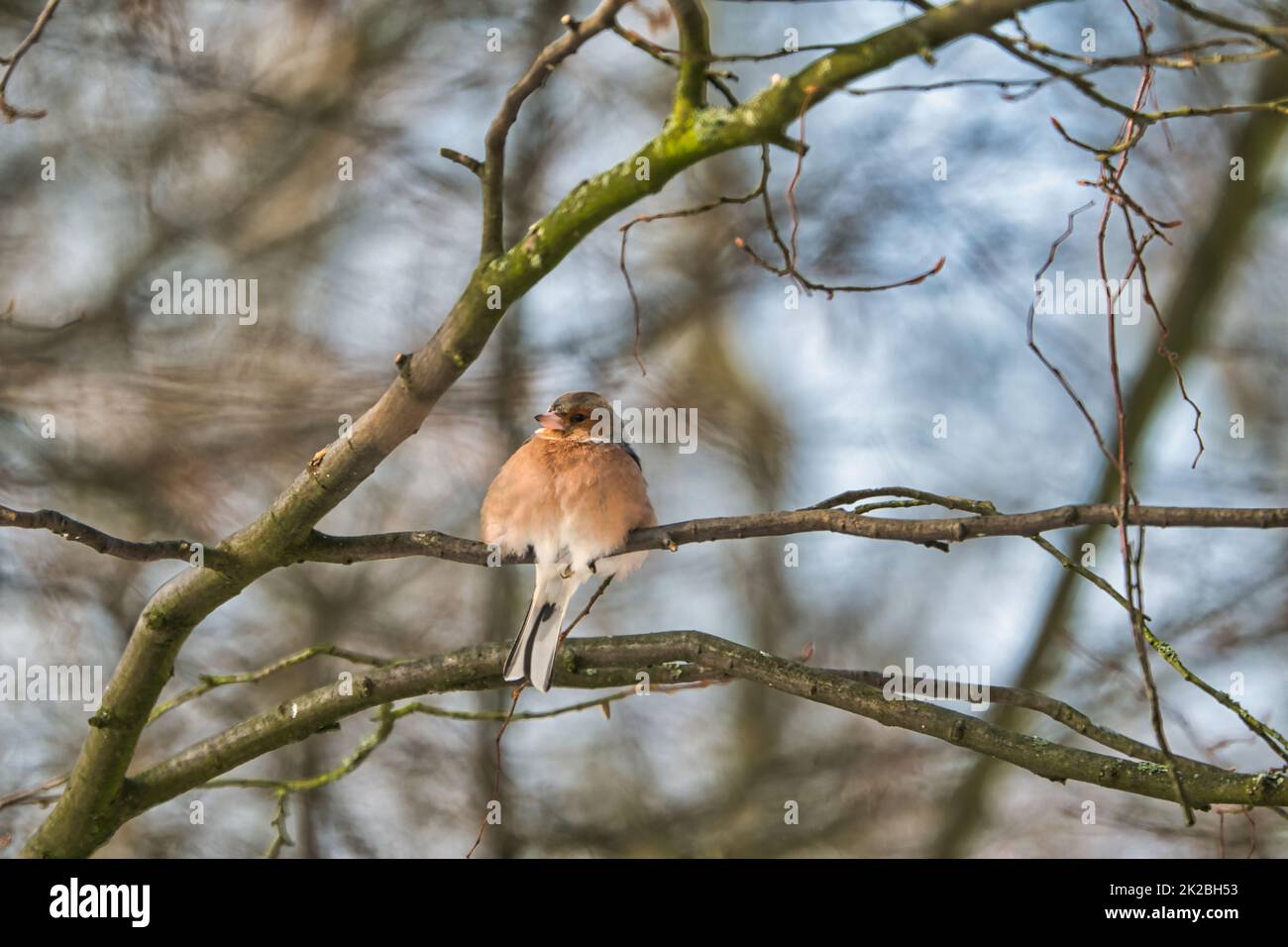 chaffinch singolo su un albero in inverno Foto Stock