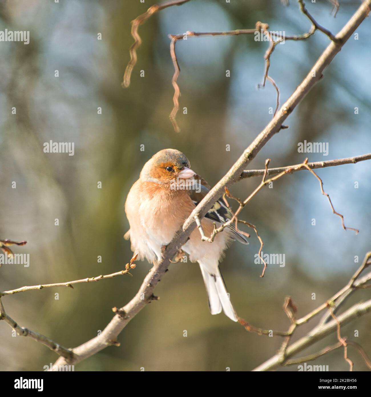 chaffinch singolo su un albero in inverno Foto Stock