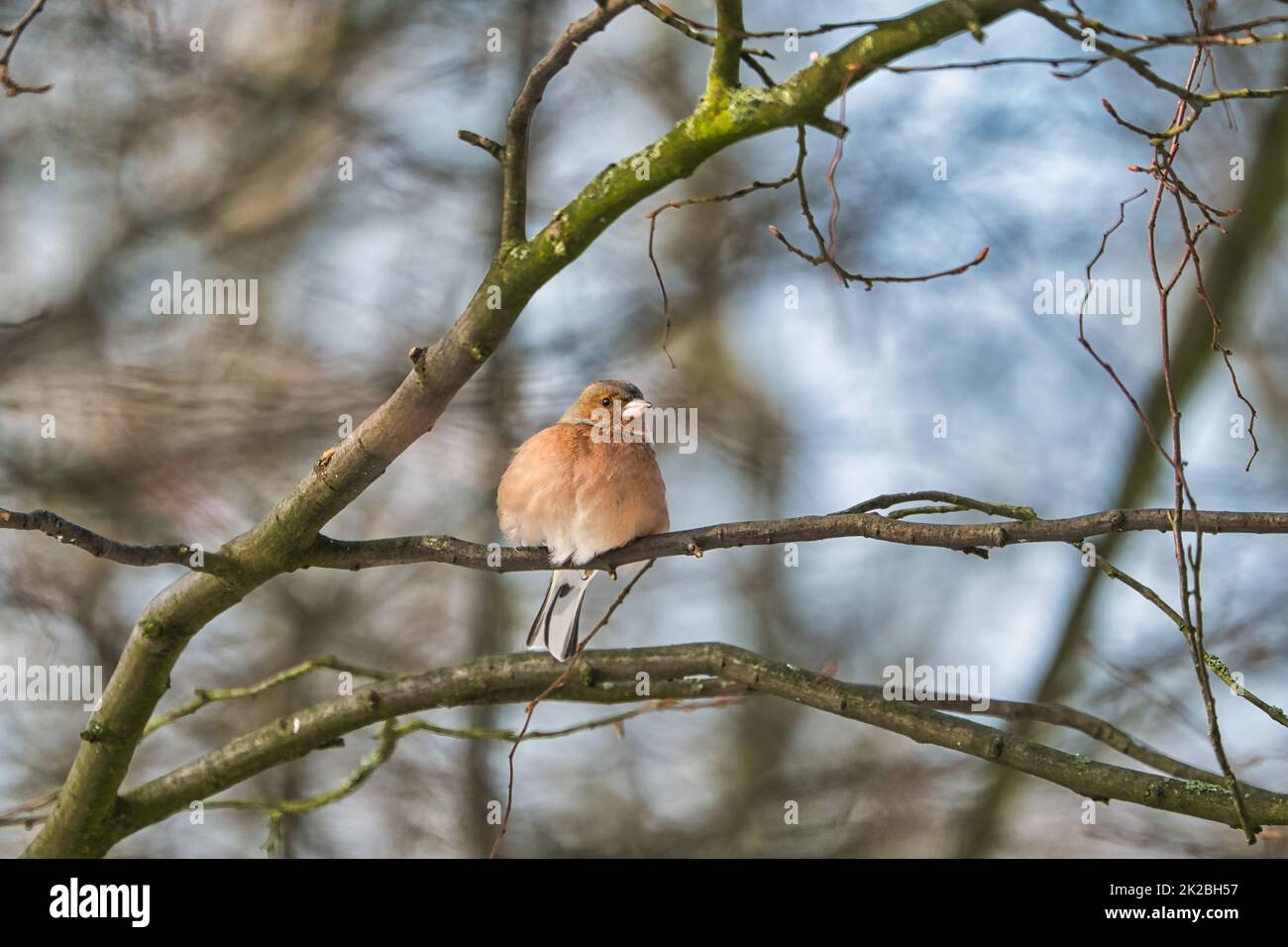 chaffinch singolo su un albero in inverno Foto Stock