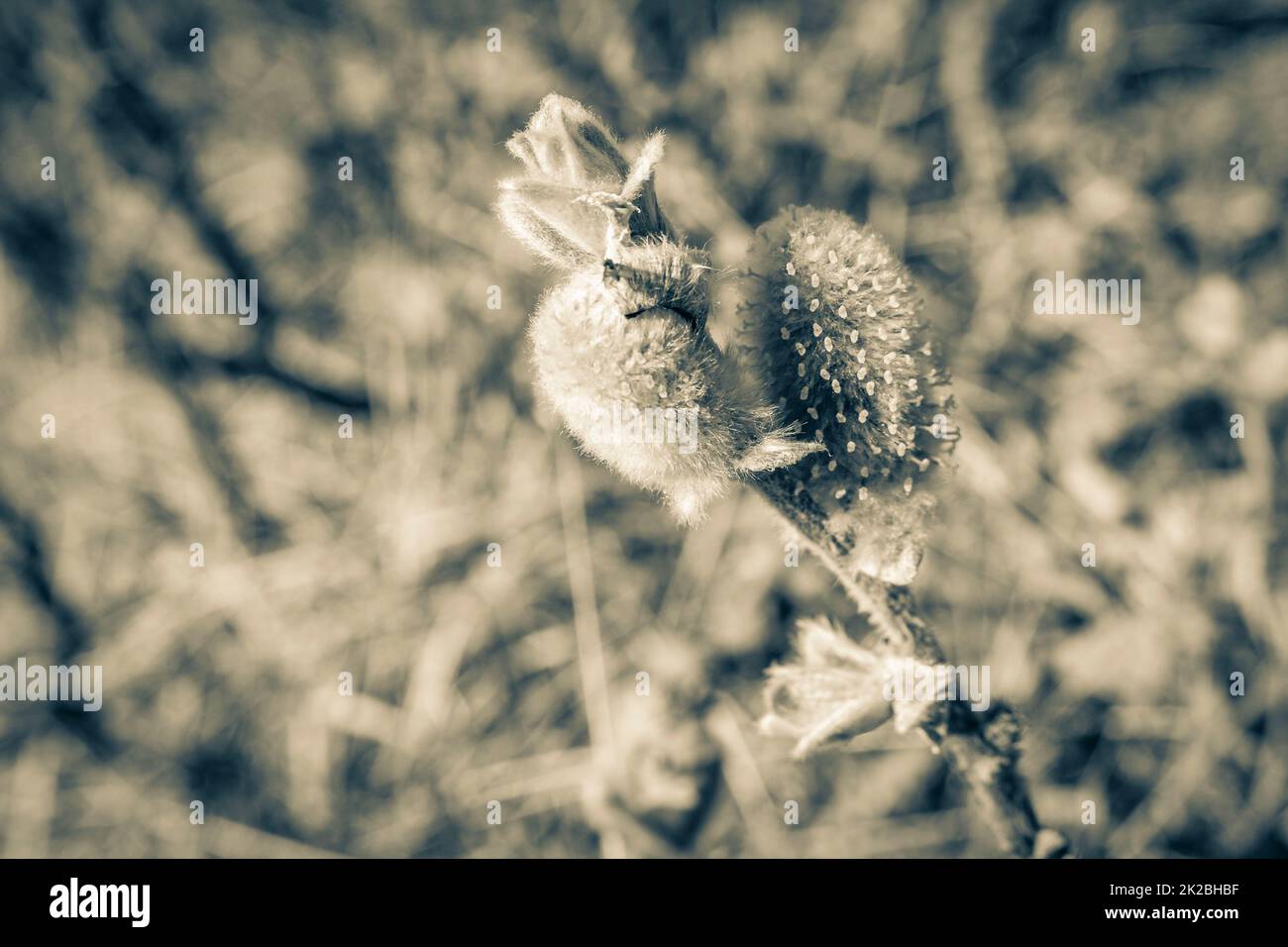 Fluffy piante selvatiche sul monte VeslehÃ¸dn Veslehorn Hemsedal Norvegia. Foto Stock